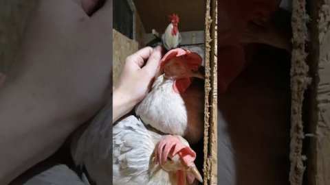 легорн изабелла, итальянская изабеловая. #явмоменте#куры#птица#домашниеживотные#ферма#любимцы