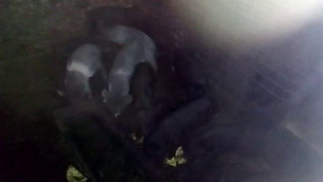 Поросята кармалы 1 месяц и 5 дней смотреть онлайн