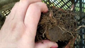 Выгонка ландышей.