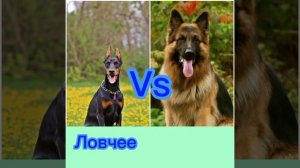 Доберман-пинчер против немецкой овчарки: кто победит, если произойдёт бой?