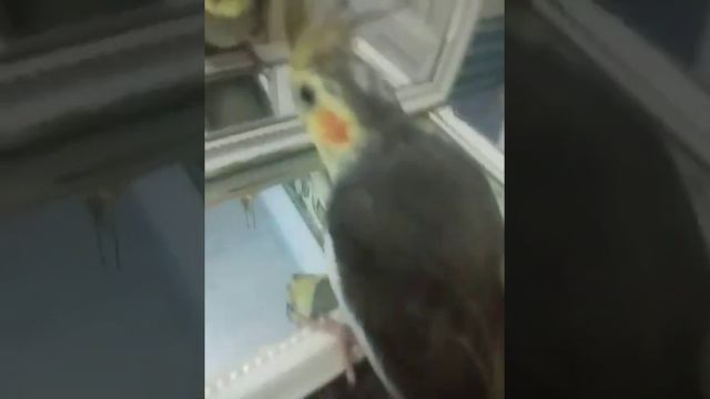 Попугай корелла - Ваше пернатое счастье! 89150462814 смотреть онлайн