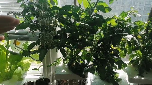 Индетерминантные и детерминантные помидоры смотреть онлайн