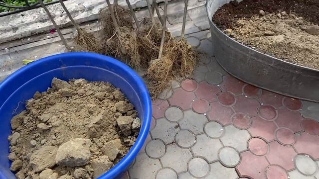 Пересадка взрослых растений из глиняного субстрата