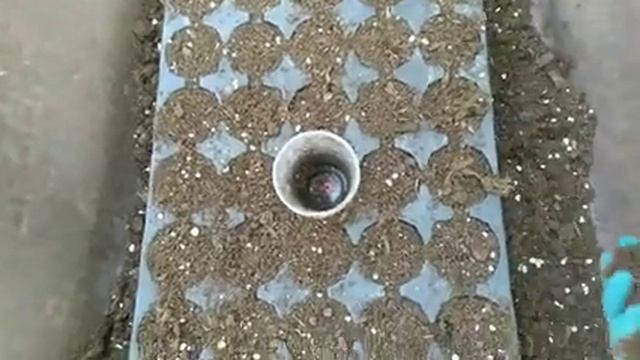 Размножение клубники столонами (усами). смотреть онлайн