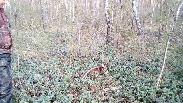 Поиск рогов . Рога лося смотреть онлайн