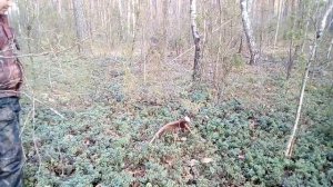 Поиск рогов . Рога лося