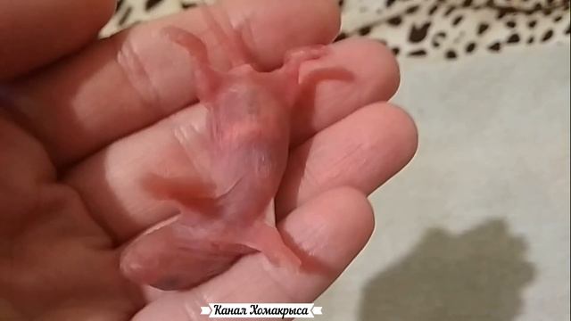 Маленькие крысята 1 день после рождения  Маленькие крысята  Милые крыски  Видео про крыс Крысы виде