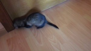 Хорек(фретка)