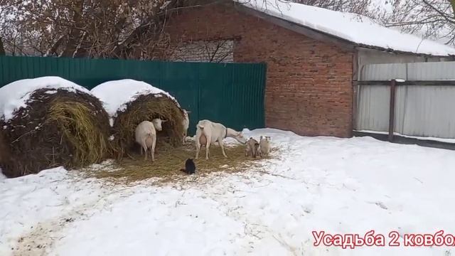 Гуляем,как назвать козочек ? смотреть онлайн