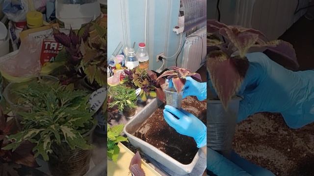 Много растений , но мало места ) есть выход ??? смотреть онлайн