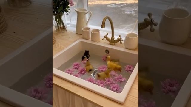 Милые цыплята ? смотреть онлайн