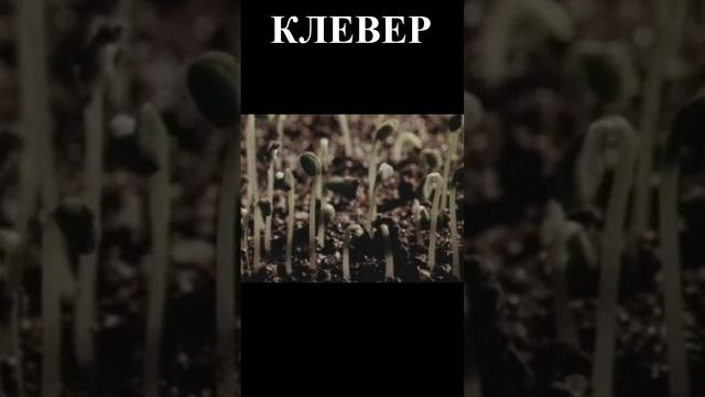 Кле́вер (лат. Trifólium) — род растений семейства Бобовые, подсемейства Мотыльковые смотреть онлайн