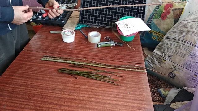 Укоренение одревесневших черенков
