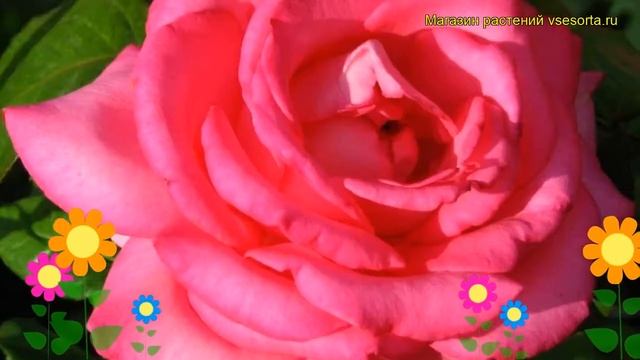 Роза чайно-гибридная Эсмеральда. Краткий обзор, описание характеристик, где купить саженцы Esmerald смотреть онлайн