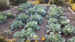 Капуста не будет трескалась и будет тугой!