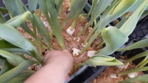 Выгонка тюльпанов в домашних условиях. Обзор по сортам. Проблемы и разочарования.