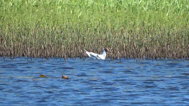 17 06 2019 г Озеро Курья в д Бакули смотреть онлайн