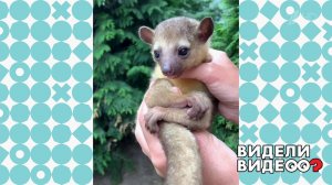 Обворожительный кинкажу. Видели видео? Фрагмент выпуска от 16.02.2020