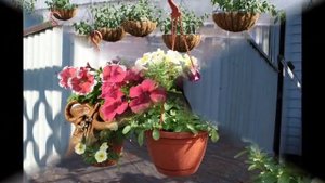 Подвесные цветы, оригинальное украшение вашего двора, дачного участка