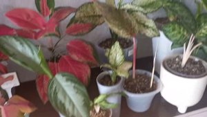 Обзор Аглаонем! 27 сортов. 21.09.2023