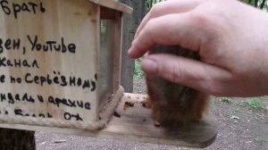 Белка ест из кормушки и даёт гладится
