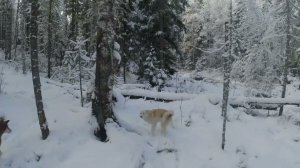 ВЫХОД С ОХОТЫ-ИЧИГИ ПОСКРЯКОВ