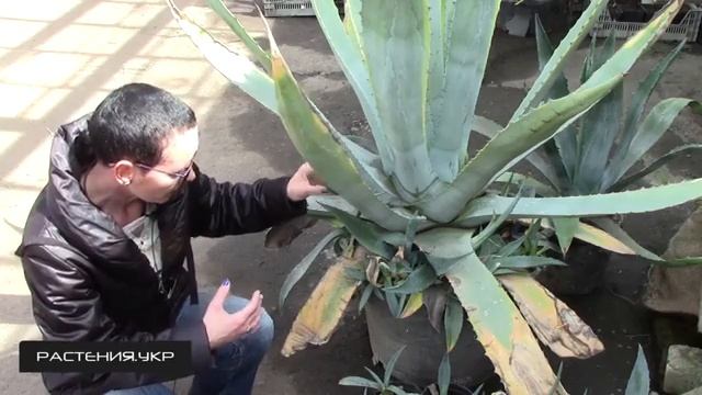 Агава голубая / Агава посадка и уход
