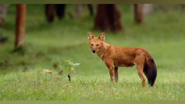 About Dhole (Cuon Alpinus)