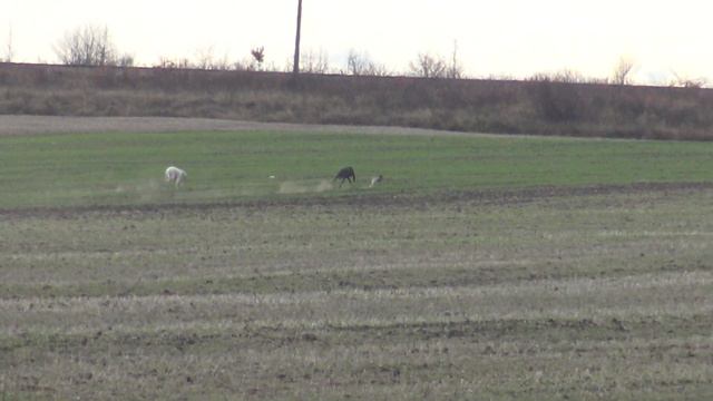 грейхаунд собака испытания 2019 смотреть онлайн