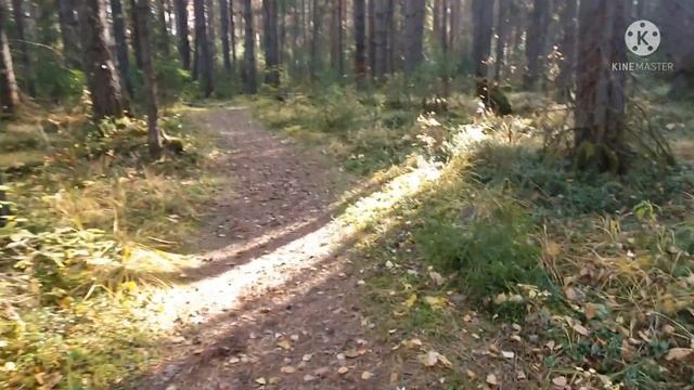 Не новый год , а я за ёлкой. И вот зачем. смотреть онлайн