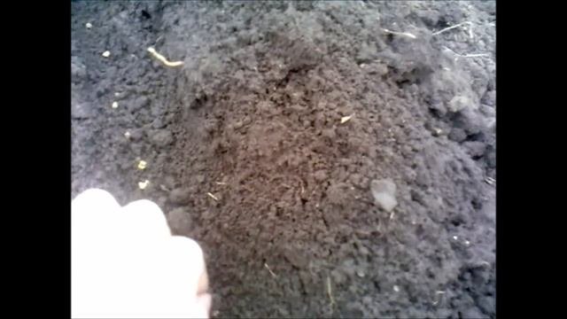 Посев свеклы.Посадка свеклы.