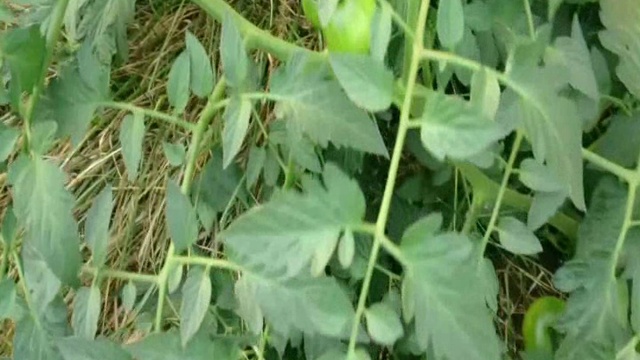 ПОМИДОРЫ НА МКАД-е смотреть онлайн