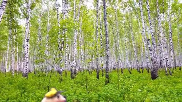 Как Мурзик другу помогал.