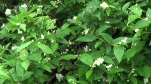 КАКИЕ  ЦВЕТЫ ЦВЕТУТ В КОНЦЕ МАЯ  2019 ГОД