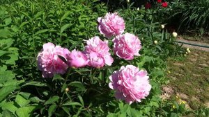 Пион РОЗЕА ЭЛЕГАНС ? Paeonia ROSEA ELEGANS: обзор, описание, цветение, отзыв