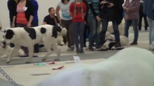 Выставка алабаев.СПб 18.10.2015. Юниоры - кобели.