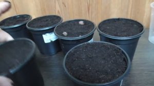 Мурайя метельчатая/ выращивание из семян