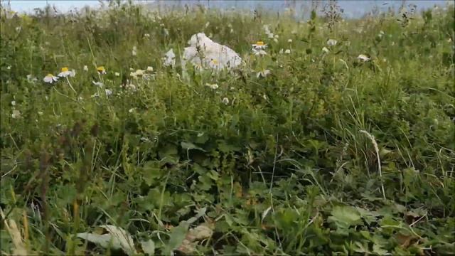 Fresh And Green! Duck's Sunny Spring Afternoon! смотреть онлайн