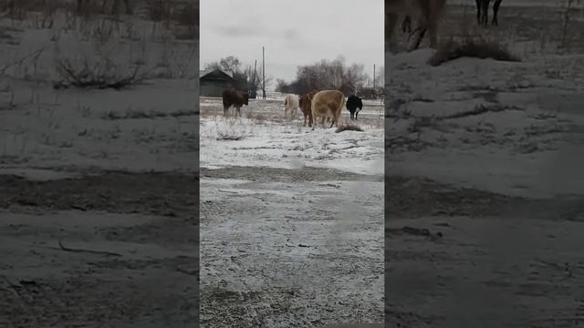 Убавится ли недовольных на селе?! Наврядли. смотреть онлайн