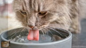 Как приучить кошку пить воду? Летом это особенно важно
