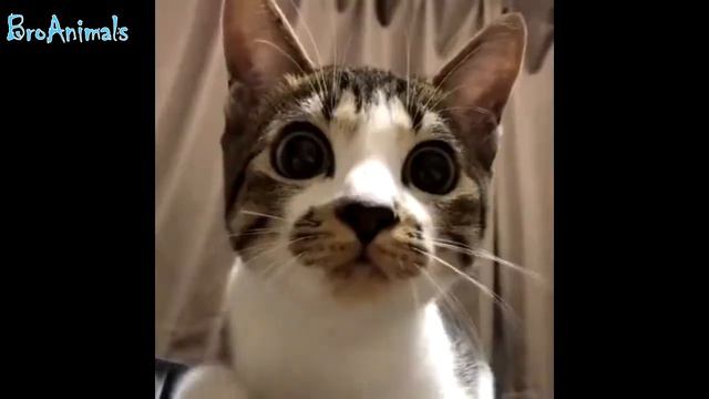 ПРИКОЛЫ С ЖИВОТНЫМИ | FUN WITH ANIMALS #374 смотреть онлайн