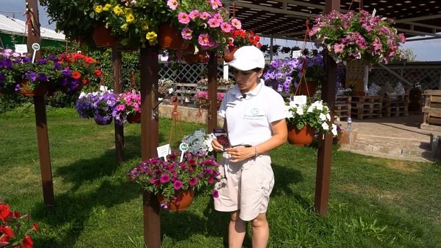 Обзор мелкоцветковой петунии. Озеленение сада с ампельной петунией. смотреть онлайн