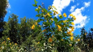 Beauty of Nature #16 - Flowers and Blue Sky