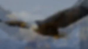 Фотки про орлов