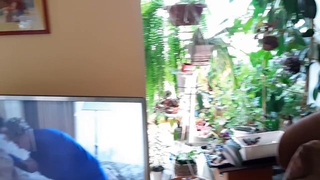 Джунгли в квартире. Небольшая экскурсия по моей квартире. Мои растения в интерьере.