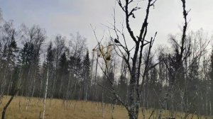 Болото, клюква и мох.