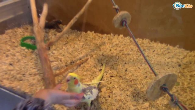 ВЛОГ Самый Веселый Контактный Зоопарк для детей МНОГО животных / Кормим, гладим, играем с животными смотреть онлайн