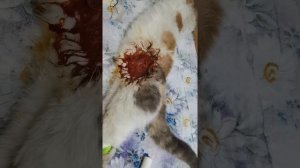 Стерилизация кошки, боковой надрез