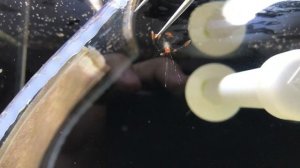 Тетраселмис | Выращивание креветки-доктор | Морской аквариум