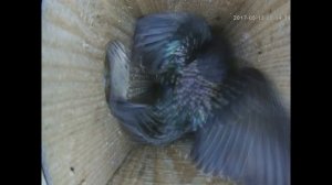 Появление птенцов